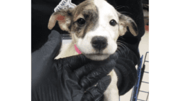 A white/brindle American pit bull terrier held by someone