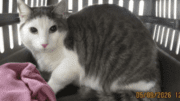 A white/grey cat loafed inside a cage