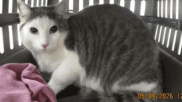 A white/grey cat loafed inside a cage