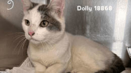 A white/grey cat loafed inside a cage