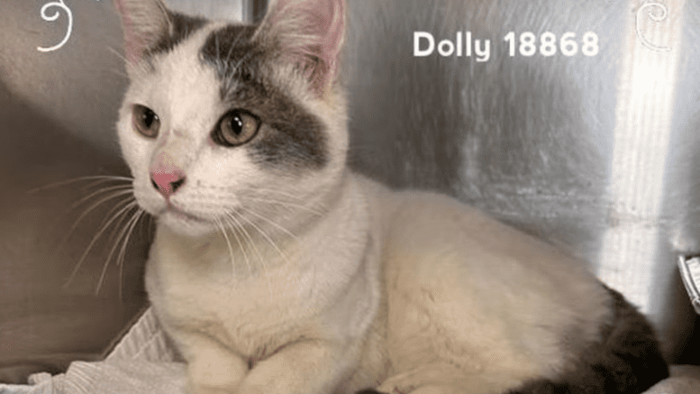A white/grey cat loafed inside a cage