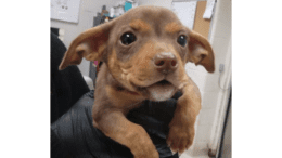 A brown/tan beagle with tongue's out, held by someone