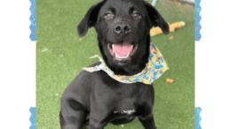 A black labrador retriever with mouth open