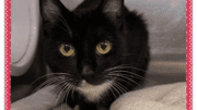 A black/white cat loafed inside a cage