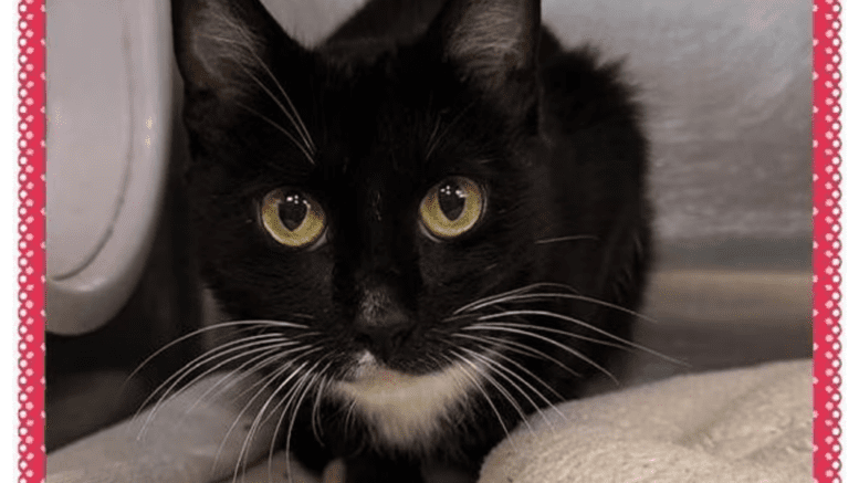 A black/white cat loafed inside a cage