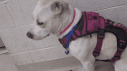 A white/tan American pit bull terrier sitting on the side