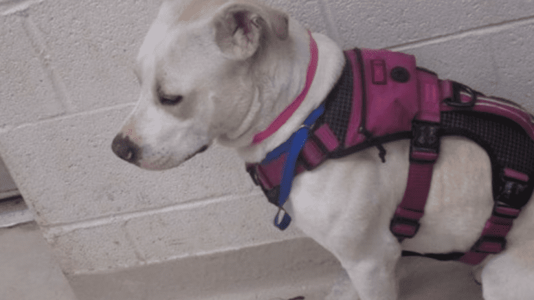 A white/tan American pit bull terrier sitting on the side