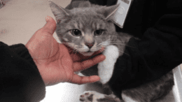 A grey tabby cat held by someone