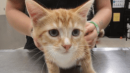 An orange tabby white kitten standing on a table