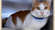 An orange tabby/white cat standing inside a cage