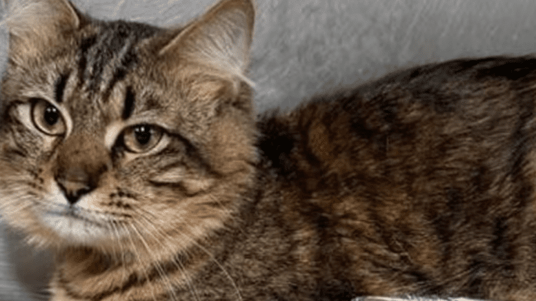 A tabby cat inside a cage