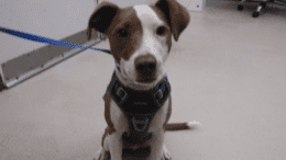 A brown/white American pit bull terrier sitting, looking at the camera