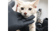 A cream kitten held by someone on its face