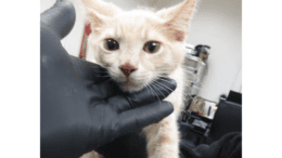 A cream kitten held by someone on its face