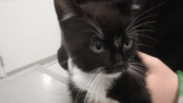 A black/white kitten held by someone