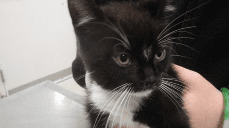 A black/white kitten held by someone