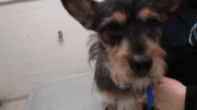 A black/tan terrier standing on a table with someone beside him