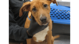 A tan/white hound puppy held by someone on its neck