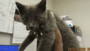 A grey kitten held above by someone