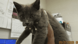 A grey kitten held above by someone