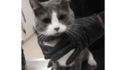 A grey/white cat held by someone on its neck
