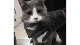 A grey/white cat held by someone on its neck