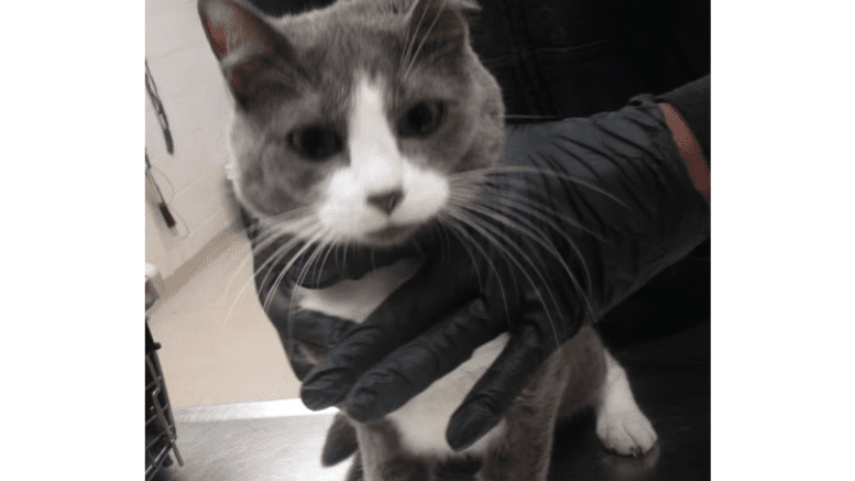 A grey/white cat held by someone on its neck