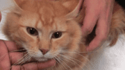 An orange tabby cat lying down and held by someone