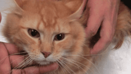 An orange tabby cat lying down and held by someone