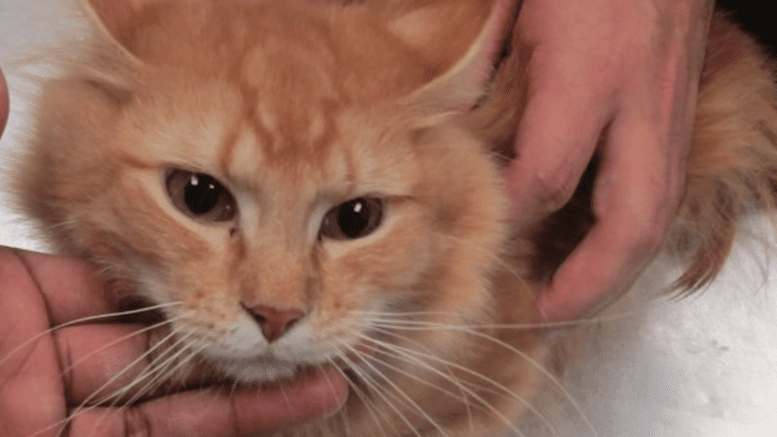 An orange tabby cat lying down and held by someone