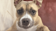 A tan/white American pit bull terrier looking outside the window