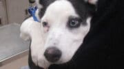 A white/black Siberian Husky held by someone