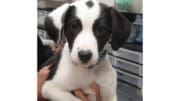A white/black hound puppy held by someone