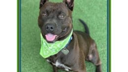 A standing black/white American pit bull terrier with tongue's out
