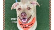A blonde/white American pit bull terrier looking happy