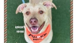 A blonde/white American pit bull terrier looking happy