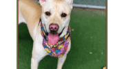 A blonde/white Labrador retriever with tongue's out, looking happy