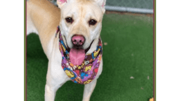 A blonde/white Labrador retriever with tongue's out, looking happy
