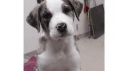 A grey/white Anatolian shepherd looking at the camera