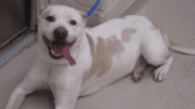 A white/brown American pit bull terrier lying down with tongue's out