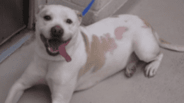 A white/brown American pit bull terrier lying down with tongue's out