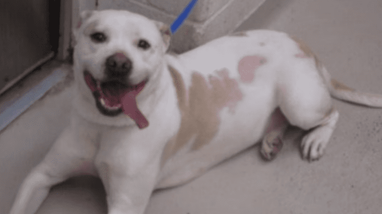 A white/brown American pit bull terrier lying down with tongue's out