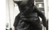 A black kitten held by someone