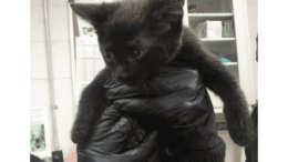 A black kitten held by someone
