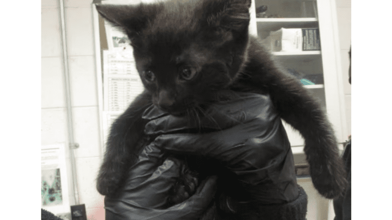 A black kitten held by someone