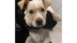 A cream/white hound puppy held by someone