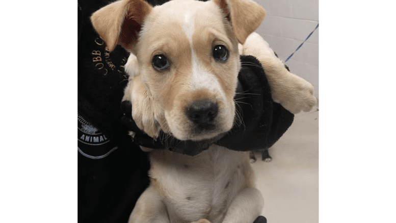 A cream/white hound puppy held by someone