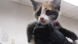 A calico kitten held above by someone