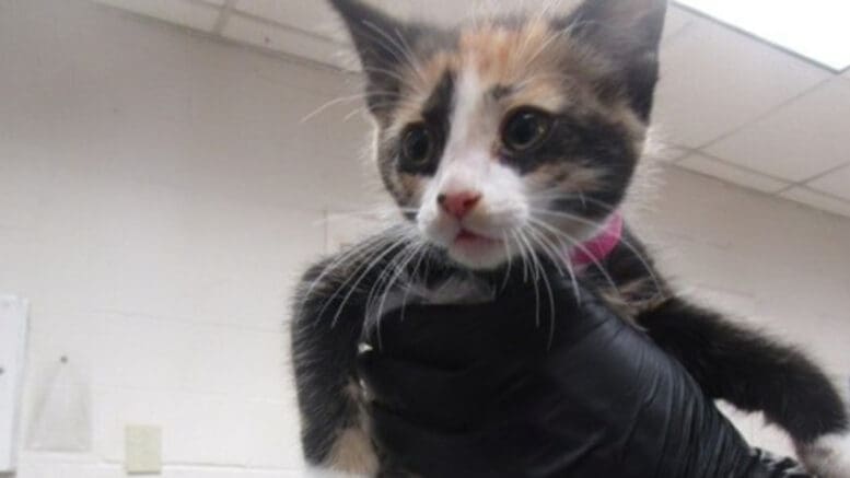 A calico kitten held above by someone