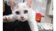 A calico/white kitten held by someone
